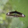 img_1262_17726643268_o