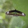 img_1263_17726932700_o