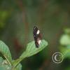 img_1267_17888235336_o