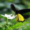 img_1301_17292828184_o