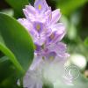 img_1309_17889171876_o