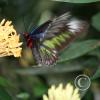 img_1333_17916650061_o