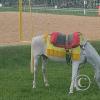 horse in a park