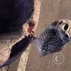 Owl (2)