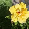 flower (3)