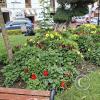 Plaza de Armas (4)