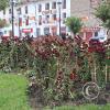 Plaza de Armas (6)