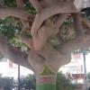 Plaza de Atico Capital, the panty tree (2)
