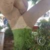 Plaza de Atico Capital, the panty tree (4)