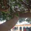 Plaza de Atico Capital, the panty tree (5)