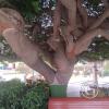Plaza de Atico Capital, the panty tree (6)
