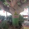 Plaza de Atico Capital, the panty tree