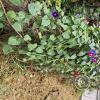 Flowers along Rio Seco