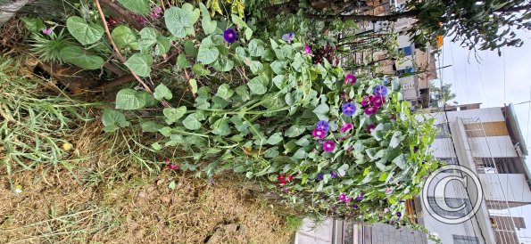 Flowers along Rio Seco