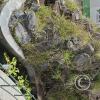 Greenspace in road Jiron Jose Santos Chocano at Jiron Gonzales Prada (2)