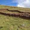 Inca family home-animal enclosure (2)