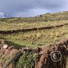Inca family home-animal enclosure
