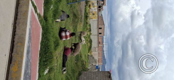 People laying in the grass watching over their animals