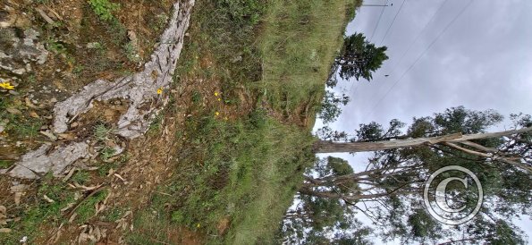 Along a trail UP to Christo Blanco statue and viewpoint (2)