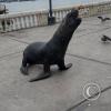 Sea lion at the Malecon near the Muelle de Ilo (2)