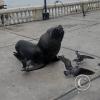 Sea lion at the Malecon near the Muelle de Ilo (3)
