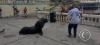 Sea lion at the Malecon near the Muelle de Ilo (4)