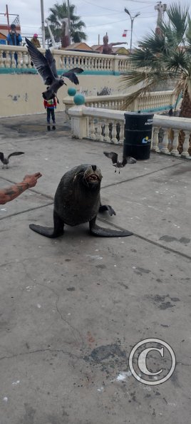 Sea lion at the Malecon near the Muelle de Ilo (6)