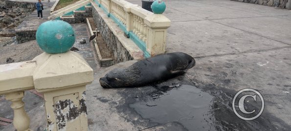 Sea lion at the Malecon near the Muelle de Ilo