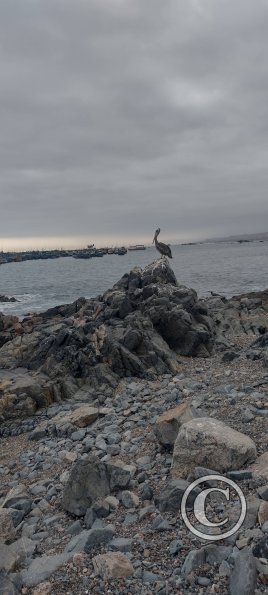 View from the Malecon near Calle Pichincha