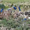 Quinoa plants with plastic bag remnants, used for protection from birds