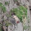 Hillside Miniature Structures (6)
