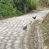 Road leading up to Mirador Cerro la Cruz (3)