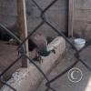 Zoologico Gallita De Las Rocas at Av. Castilla near Malecon 28 de Junio (102)