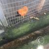 Zoologico Gallita De Las Rocas at Av. Castilla near Malecon 28 de Junio (13)