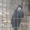Zoologico Gallita De Las Rocas at Av. Castilla near Malecon 28 de Junio (51)