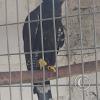 Zoologico Gallita De Las Rocas at Av. Castilla near Malecon 28 de Junio (54)