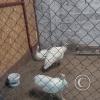 Zoologico Gallita De Las Rocas at Av. Castilla near Malecon 28 de Junio (82)