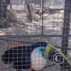 Zoologico Gallita De Las Rocas at Av. Castilla near Malecon 28 de Junio (89)