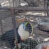 Zoologico Gallita De Las Rocas at Av. Castilla near Malecon 28 de Junio (92)