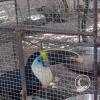 Zoologico Gallita De Las Rocas at Av. Castilla near Malecon 28 de Junio (93)