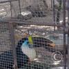 Zoologico Gallita De Las Rocas at Av. Castilla near Malecon 28 de Junio (94)
