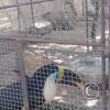 Zoologico Gallita De Las Rocas at Av. Castilla near Malecon 28 de Junio (95)