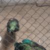 Zoologico Gallita De Las Rocas at Av. Castilla near Malecon 28 de Junio (99)