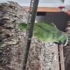 Green Parrot