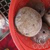 Pods that contain Brazil Nuts
