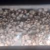 Museum-Tumbas Reales de Sipan (37)
