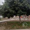 Lambayeque