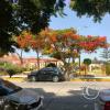 street scene (21)