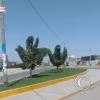 Across from the bus station - there are many topiary trees throughout Majes and Pedregal
