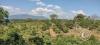 La Piedra Dorada, view, a giant boulder in the middle of an orange orchard, southeast of town (4)